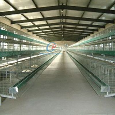 Cấu trúc thép galvanized nhà gia cầm tùy chỉnh với tấm cách nhiệt