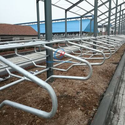 Cấu trúc thép tùy chỉnh Căn hộ bò Căn hộ bò bò bò bò bò bò sữa