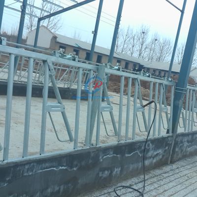 Cấu trúc thép vững chắc Bùi bò Bùi sữa thép hiện đại